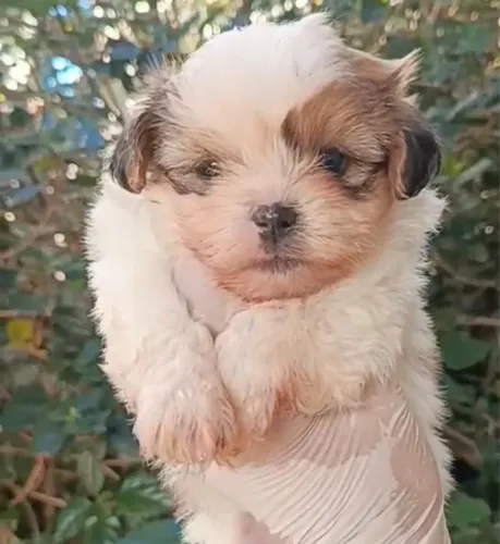 Shih tzu disponível