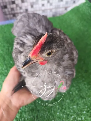 Mini Cochin- Pintinhos para pet