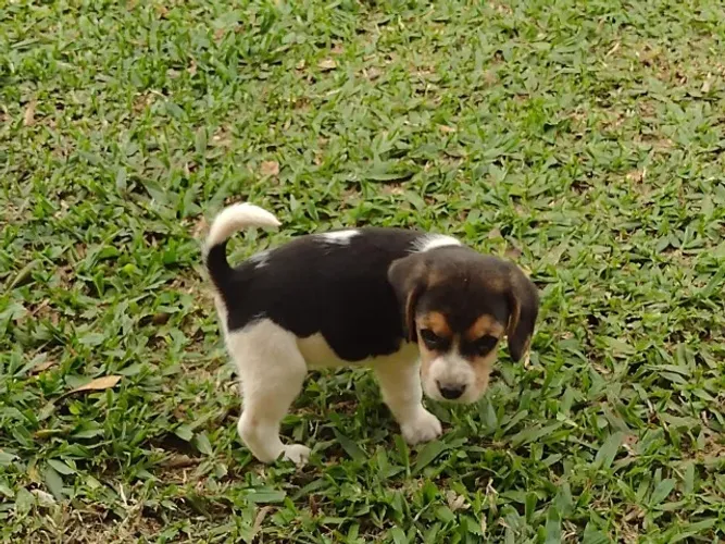 Beagle