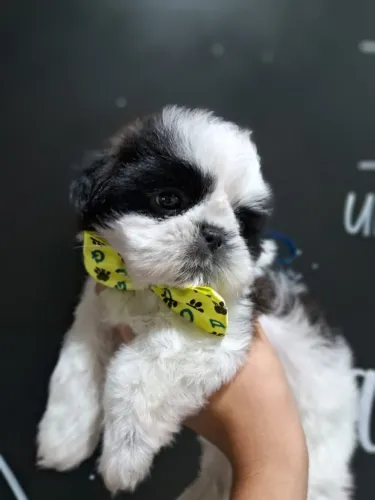 Filhotes para alegrar seu dia! Está procurando seu melhor amigo?