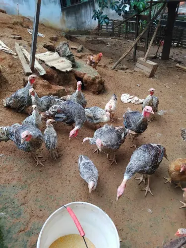  Vendo filhotes de perú 