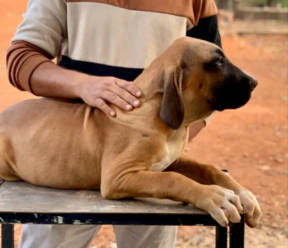 Fila Brasileiro
