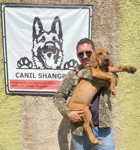 Fila brasileiro filhote