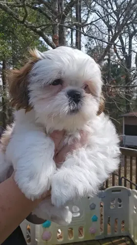 Shih Tzu Filhote Saudável Excelente Companhia