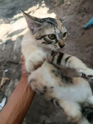 Quero doar essas duas lindas gatinhas