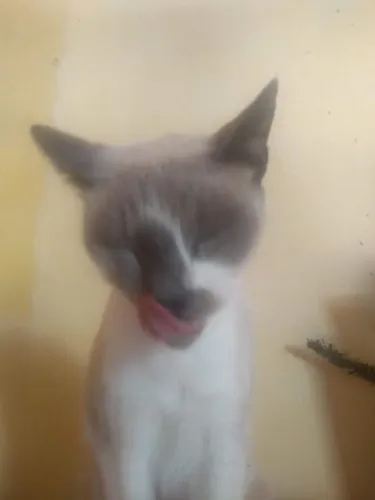 gato para adoção responsável