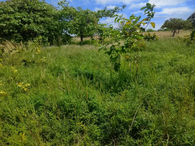 Terreno cascavel sítio prata 