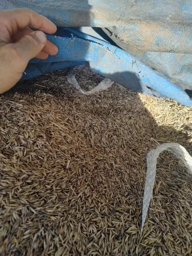 VENDA AVEIA PRETA