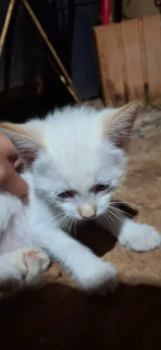 Gato para adoção 