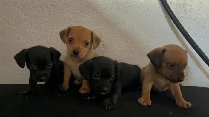 Vendo filhotes de pinscher