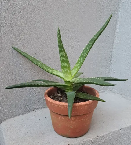 Muda de Aloe Vera