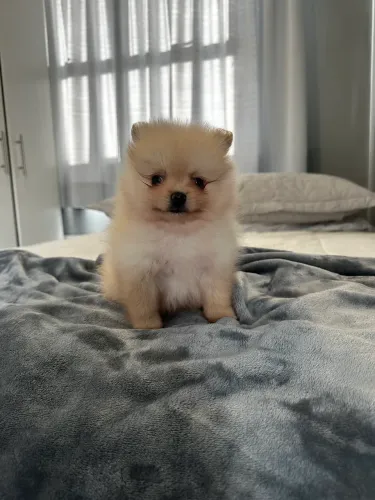 Filhote de Spitz Alemão Anão (Lulu da Pomerania)