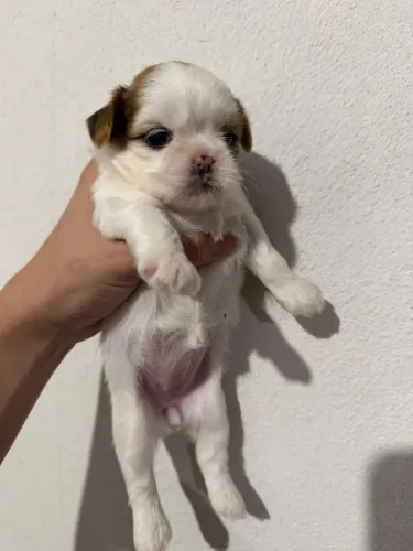 Filhote Shih Tzu fêmea 