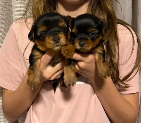 Lindos Filhotes de Yorkshire Terrier - York Shire  -Amor e Alegria para sua Casa!