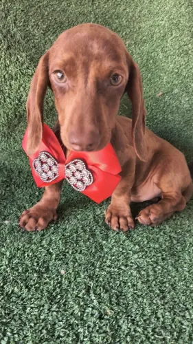 Filhotes de Basset