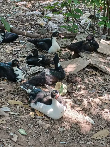 Patos filhotes e adultos