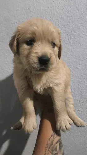 Golden Retriever filhotes disponíveis com muito cuidado