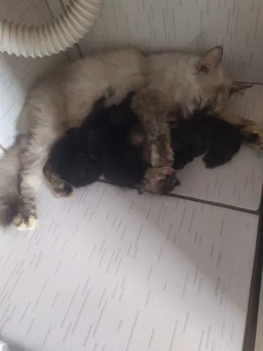 Gatinhas para doação