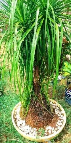 Planta