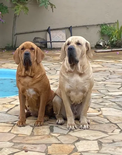 Fila brasileiro