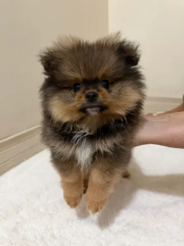 Lindo filhote macho, Spitz Alemão Anão (Lulu da Pomerânia)