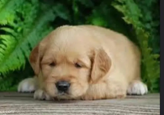 Golden Retriever Filhotes Lealdade e Carinho.