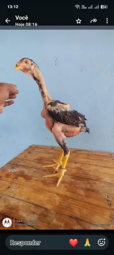 Galinha Índio gigante