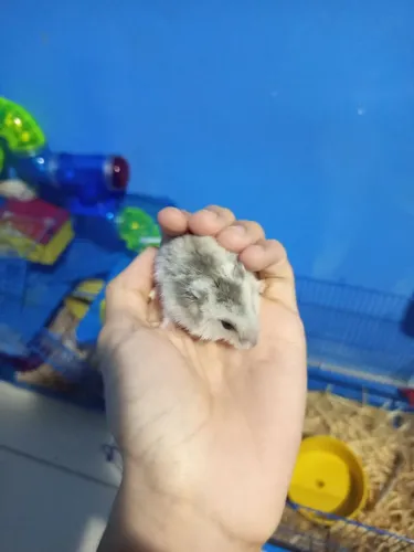 Adultos de hamster anão russo