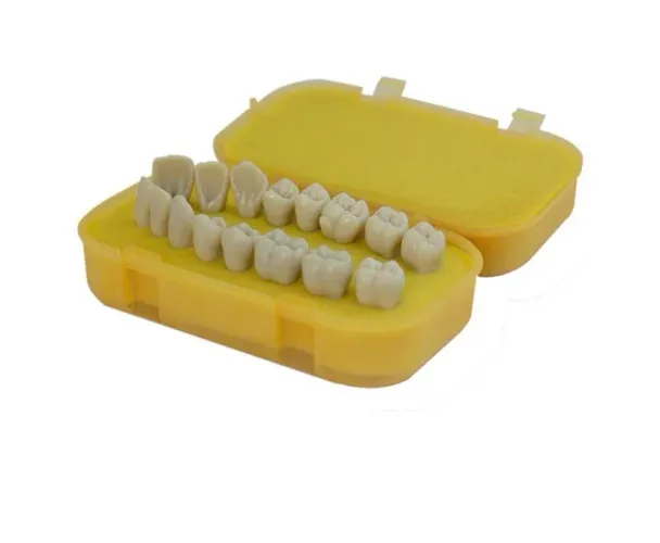 Macro dentes pra estudos - 16 dentes (sup/inf) - Pronew