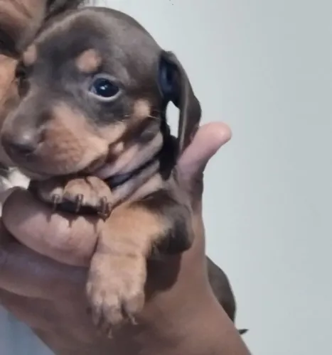 FILHOTE DE SALSICHINHA - DACHSHUND 