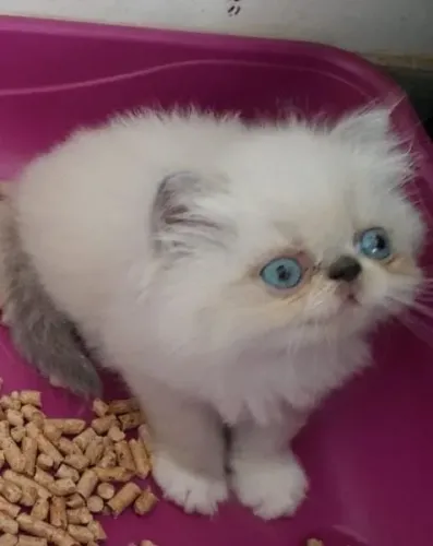 Gatinhos Persa Blue point