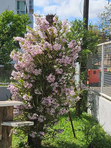 Planta de orquídeas!!