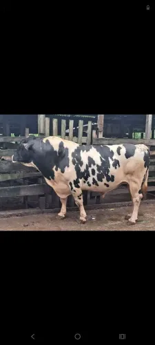 Vende -se este boi no valor de 10 mil 