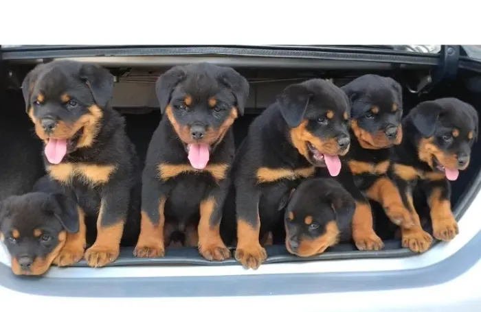 filhotes de Rottweiler padrão Alemão