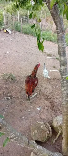 Galo e galinhas índias 