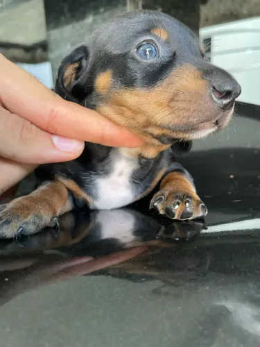 Dachshund