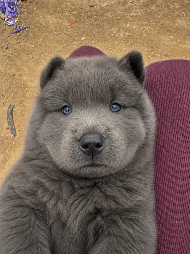 Filhote chow chow