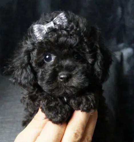 Filhotes linhagem selecionada Poodle/Pudol/