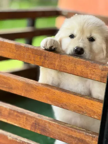 Golden Retriever Macho | Quer fechar negócio hoje? É só me chamar no WhatsApp 