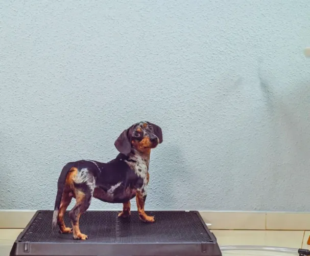 Weasy dog médio 