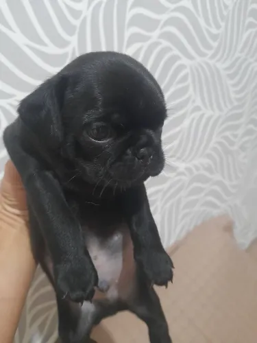 Filhotes de Pug Macho