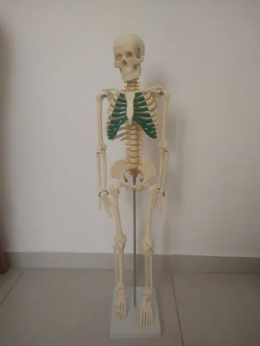 Esqueleto articulado 85 cm