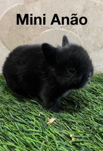 Mini anão 