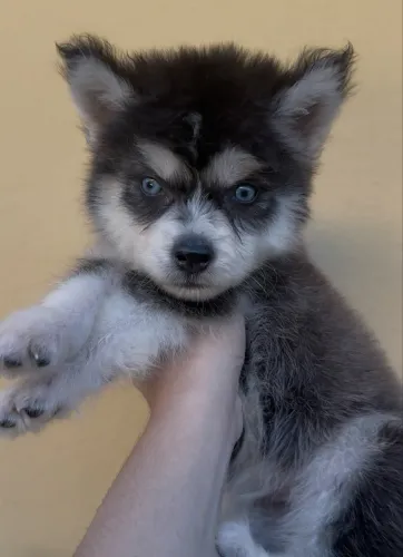 Husky macho Wooly