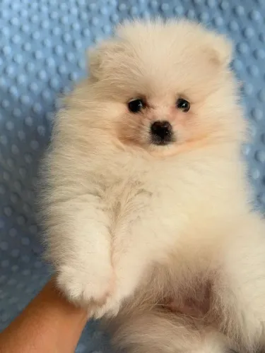 Spitz Alemão menino. Amor e chamego em um filhote!