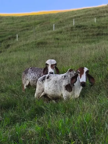 Vendo casal de Gir leiteiro 