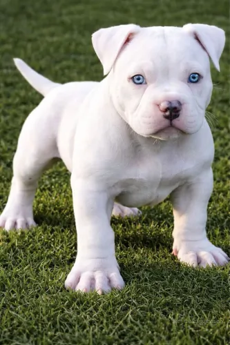 American bully canil registrado 