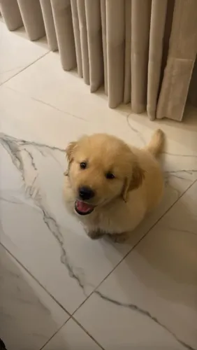 Golden Retriever pedigree cbkc
