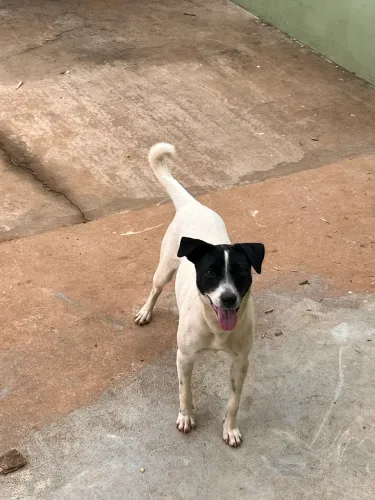 Cachorro 