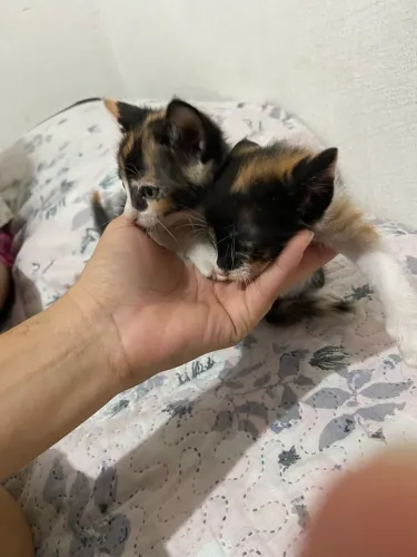 Gatinhos gêmeos para adoção 